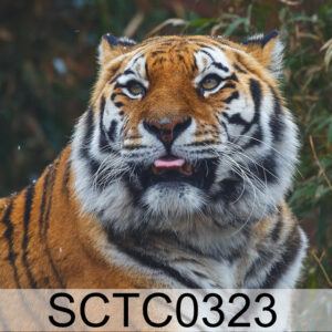 Tiger Code: SCTC0323
