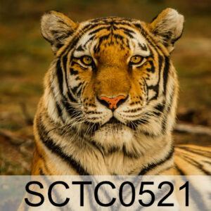 SCTC0521