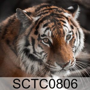 Tiger Code: SCTC0806