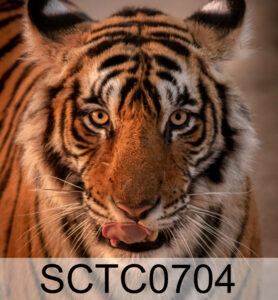 Tiger Code: SCTC0704