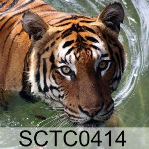 Tiger Code: SCTC0414