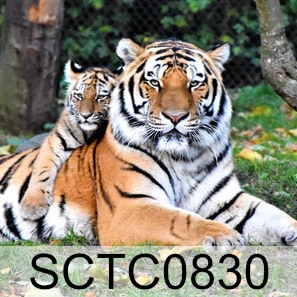 Tiger Code: SCTC0830